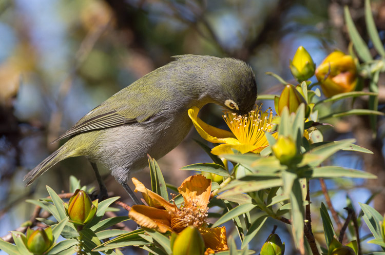 Olvie White-Eye